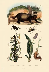 Texugo, 1833-39